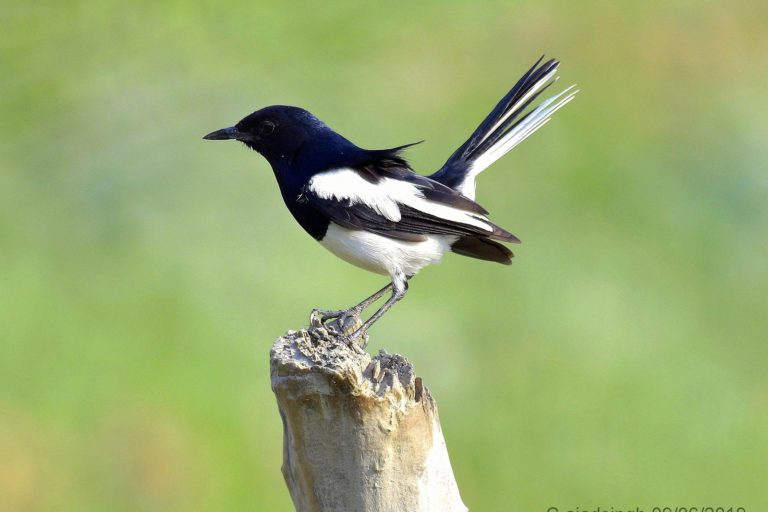 Oriental Magpie-robin दहियर। चित्र सर्वाधिकार: आजाद सिंह, © Ajad Singh, सरयू आर्द्र भूमि, माझा, अयोध्या, उत्तर प्रदेश, June06, 2019