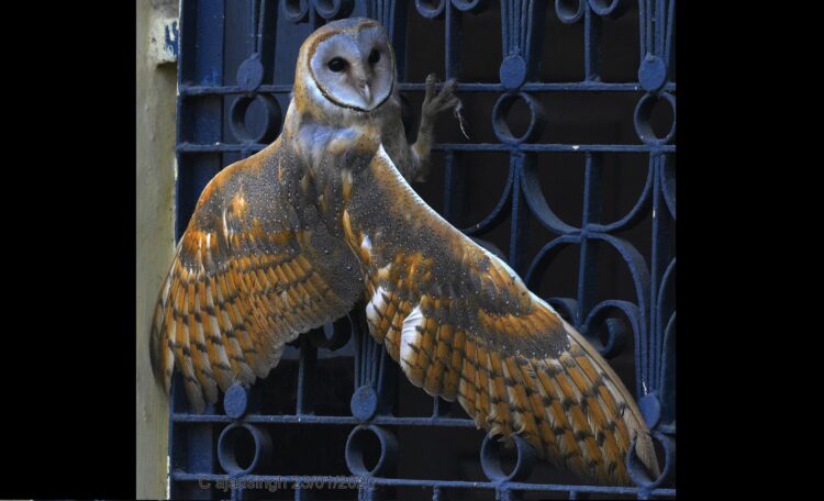 Barn Owl श्वेत उल्लू