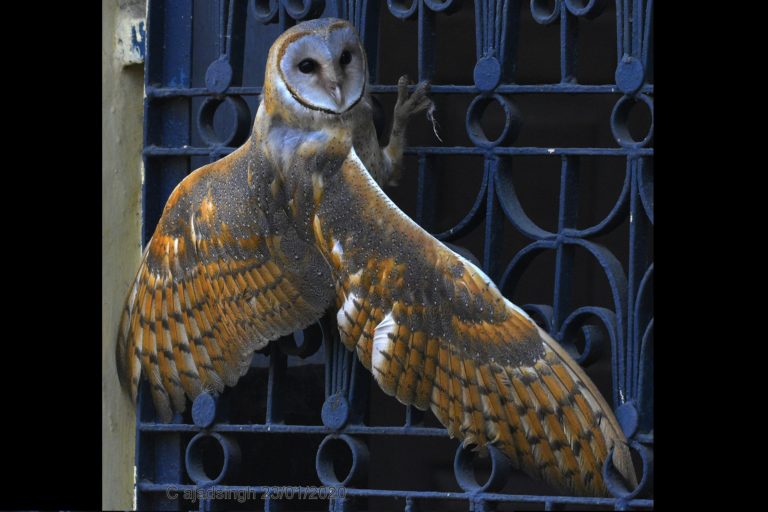 Barn Owl श्वेत उल्लू