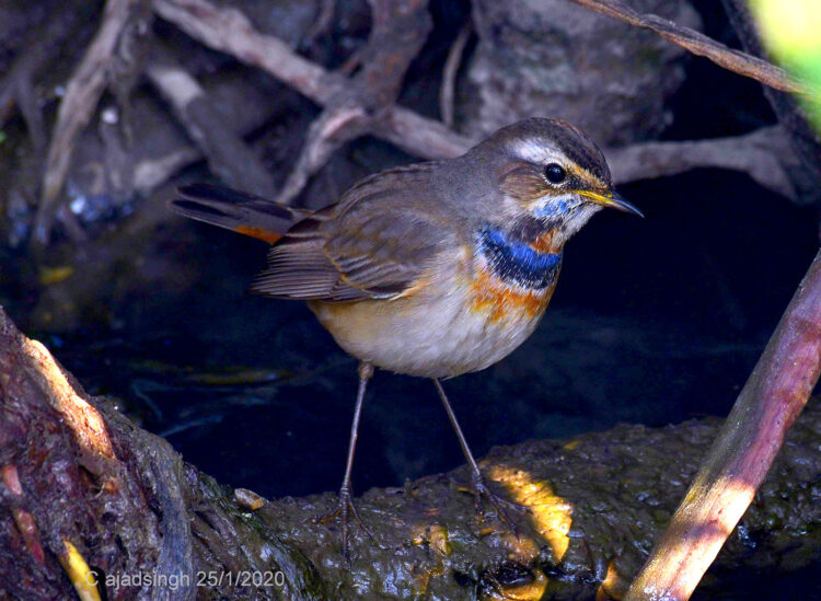 Bluethroat नीलकङ्ठी (नर)। चित्र सर्वाधिकार: आजाद सिंह, © Ajad Singh, सरयू आर्द्र भूमि, चौदह कोसी परिक्रमा मार्ग, अयोध्या, उत्तर प्रदेश, January 25, 2020