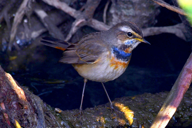 Bluethroat नीलकङ्ठी (नर)। चित्र सर्वाधिकार: आजाद सिंह, © Ajad Singh, सरयू आर्द्र भूमि, चौदह कोसी परिक्रमा मार्ग, अयोध्या, उत्तर प्रदेश, January 25, 2020