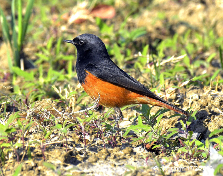 Black Redstart (Male) थरथरकंपा (नर)। चित्र सर्वाधिकार: आजाद सिंह, © Ajad Singh, सरयू आर्द्र भूमि, चौदह कोसी परिक्रमा मार्ग, अयोध्या, उत्तर प्रदेश, February 17, 2020