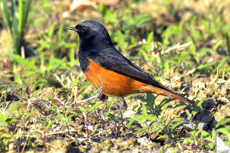 Black Redstart (Male) थरथरकंपा (नर)। चित्र सर्वाधिकार: आजाद सिंह, © Ajad Singh, सरयू आर्द्र भूमि, चौदह कोसी परिक्रमा मार्ग, अयोध्या, उत्तर प्रदेश, February 17, 2020
