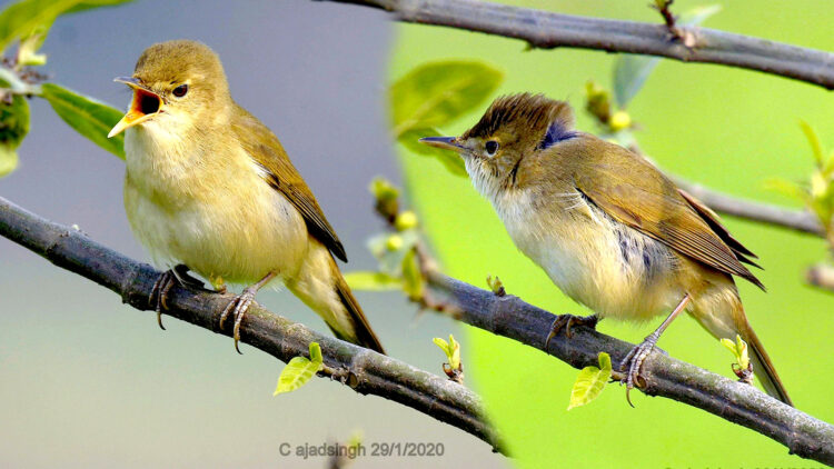 Blyth's Reed-warbler छोटा पोदेना। चित्र सर्वाधिकार: आजाद सिंह, © Ajad Singh, सरयू आर्द्र भूमि, चौदह कोसी परिक्रमा मार्ग, अयोध्या, उत्तर प्रदेश, January 29, 2020