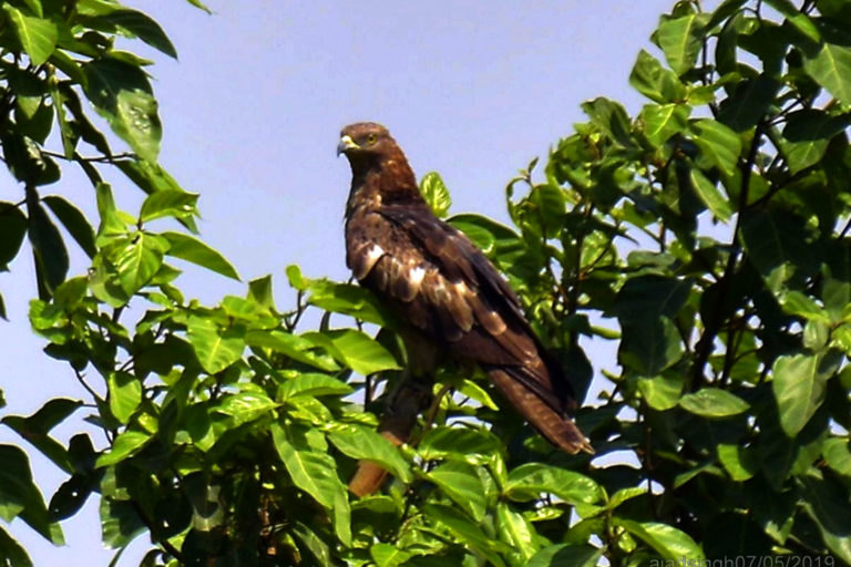 Oriental Honey Buzzard (Female) मधुबाज़ (मादा)। चित्र सर्वाधिकार: आजाद सिंह, © Ajad Singh, सरयू आर्द्र भूमि, चौदह कोसी परिक्रमा मार्ग, अयोध्या, उत्तर प्रदेश, May 07, 2019