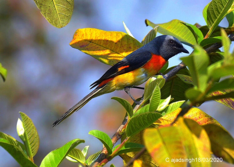 Small Minivet (Male) सहेली (नर)। चित्र सर्वाधिकार: आजाद सिंह, © Ajad Singh, सरयू आर्द्र भूमि, माझा, अयोध्या, उत्तर प्रदेश, March 03, 2020
