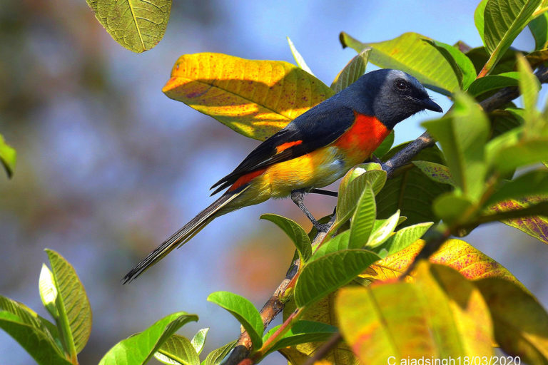 Small Minivet (Male) सहेली (नर)। चित्र सर्वाधिकार: आजाद सिंह, © Ajad Singh, सरयू आर्द्र भूमि, माझा, अयोध्या, उत्तर प्रदेश, March 03, 2020