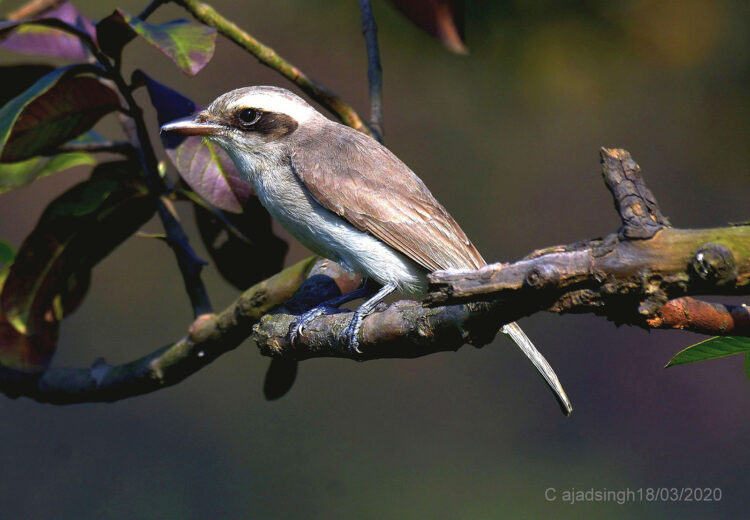 Common Woodshrike खरकटा लहटोरा। चित्र सर्वाधिकार: आजाद सिंह, © Ajad Singh, सरयू आर्द्र भूमि, माझा, अयोध्या, उत्तर प्रदेश, March 18, 2020