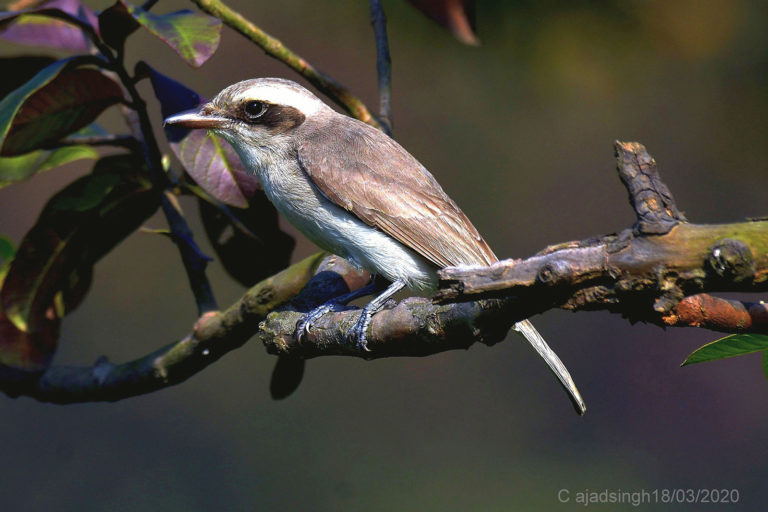 Common Woodshrike खरकटा लहटोरा। चित्र सर्वाधिकार: आजाद सिंह, © Ajad Singh, सरयू आर्द्र भूमि, माझा, अयोध्या, उत्तर प्रदेश, March 18, 2020