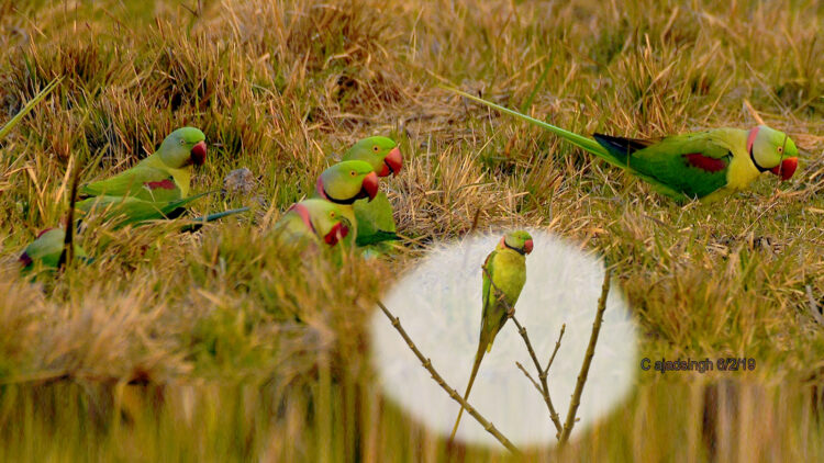 Alexandrine Parakeet पहाड़ी तोता। चित्र सर्वाधिकार: आजाद सिंह, © Ajad Singh,कतर्निया घाट वन्य जीव अभ्यारण्य, बहराइच, उत्तर प्रदेश, February 02, 2020