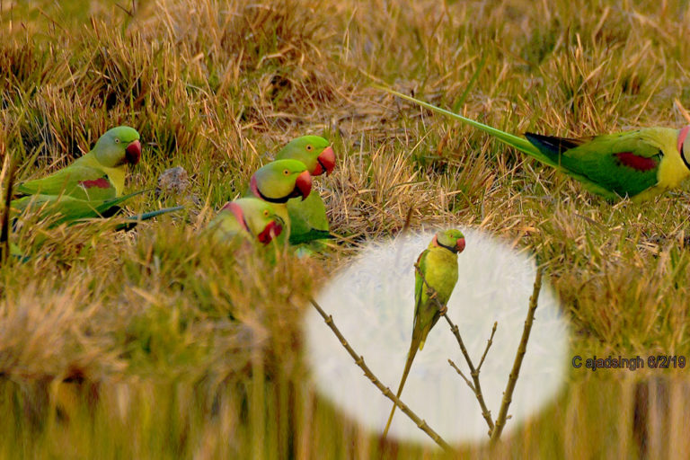 Alexandrine Parakeet पहाड़ी तोता। चित्र सर्वाधिकार: आजाद सिंह, © Ajad Singh,कतर्निया घाट वन्य जीव अभ्यारण्य, बहराइच, उत्तर प्रदेश, February 02, 2020
