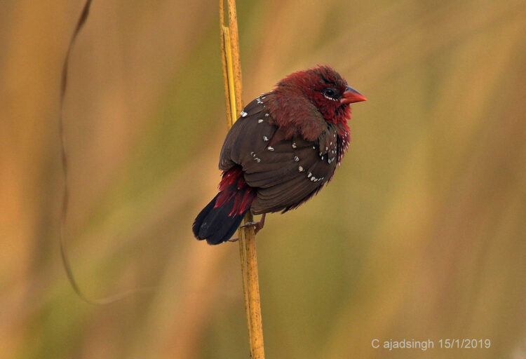 Red Avadavat(Male) लाल मुनिया(नर)। चित्र सर्वाधिकार: आजाद सिंह, © Ajad Singh, सरयू नदी का किनारा, माझा, अयोध्या, उत्तर प्रदेश, January 15, 2019