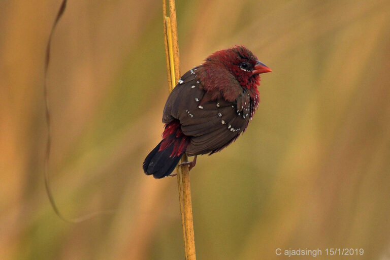 Red Avadavat(Male) लाल मुनिया(नर)। चित्र सर्वाधिकार: आजाद सिंह, © Ajad Singh, सरयू नदी का किनारा, माझा, अयोध्या, उत्तर प्रदेश, January 15, 2019