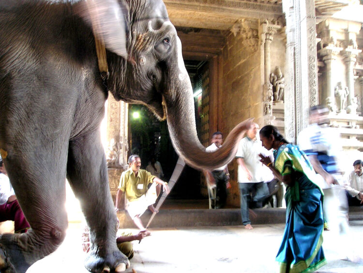 Do Animals have Moral मानवेतर जीव-चेतना