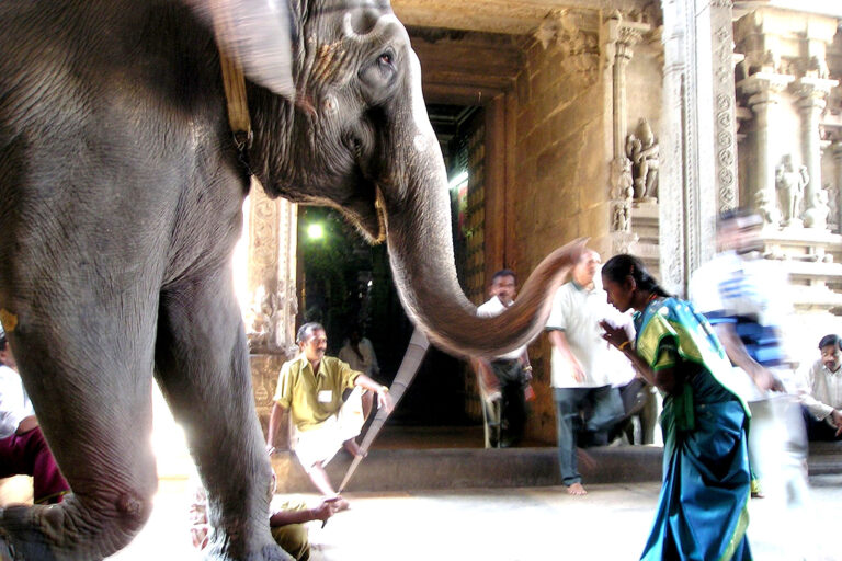 Do Animals have Moral मानवेतर जीव-चेतना