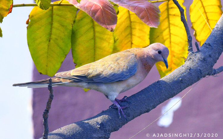 Laughing Dove छोटी फाख्ता। चित्र सर्वाधिकार: आजाद सिंह, © Ajad Singh, बर्रा, कानपुर, उत्तर प्रदेश, March 03, 2020