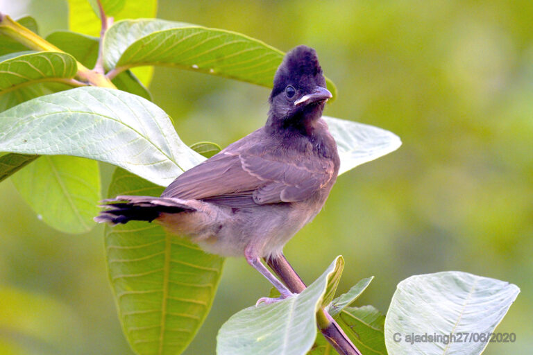 Red-vented Bulbul (Juvenile) गुल्दुम बुलबुल (किशोर)। चित्र सर्वाधिकार: आजाद सिंह, © Ajad Singh, सरयू नदी का किनारा, माझा, अयोध्या, उत्तर प्रदेश, June 27, 2020