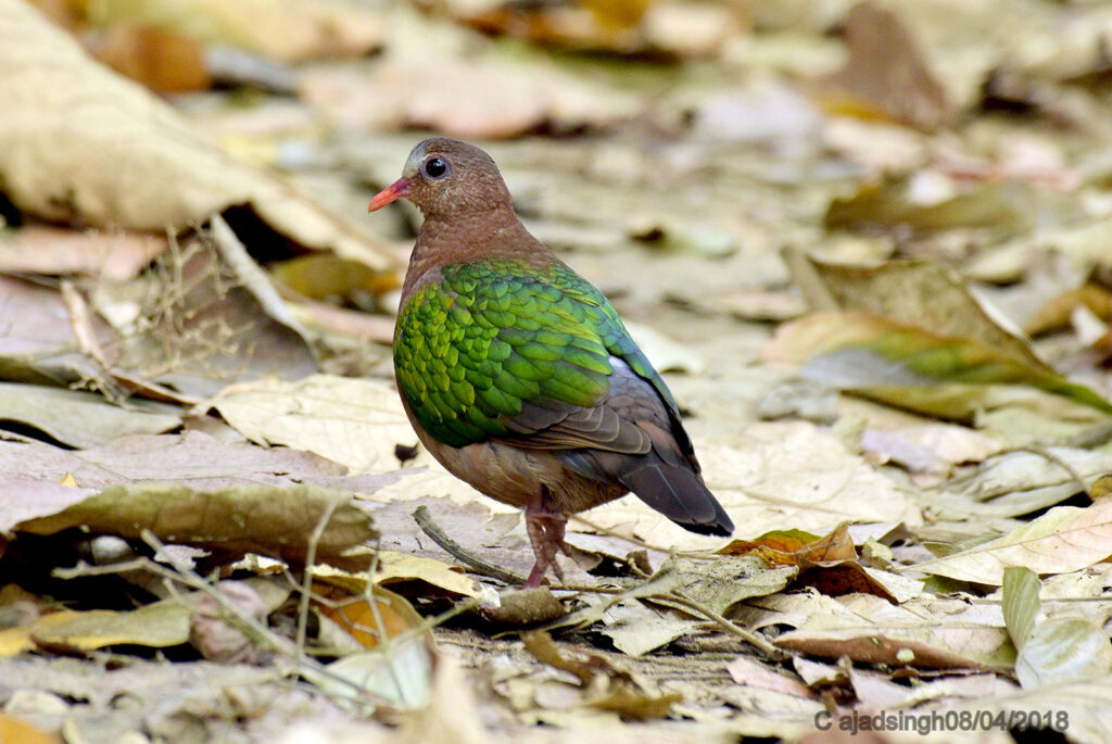 Emerald Dove (Female) पन्ना कबूतर हरित कपोत (मादा)। चित्र सर्वाधिकार: आजाद सिंह, © Ajad Singh, कतर्निया वन्यजीव अभयारण्य उत्तर प्रदेश, निशंगाराह मार्ग, बहराइच - 271855, उत्तर प्रदेश, April 08, 2018