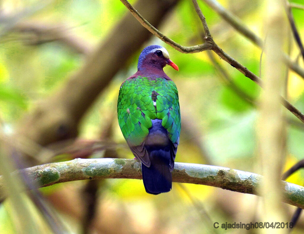Emerald Dove (Male) पन्ना कबूतर हरित कपोत (नर)। चित्र सर्वाधिकार: आजाद सिंह, © Ajad Singh, कतर्निया वन्यजीव अभयारण्य उत्तर प्रदेश, निशंगाराह मार्ग, बहराइच - 271855, उत्तर प्रदेश, April 08, 2018