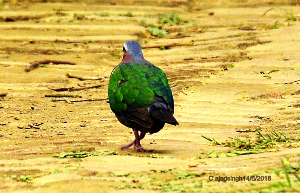 Emerald Dove (Male) पन्ना कबूतर हरित कपोत (नर)। चित्र सर्वाधिकार: आजाद सिंह, © Ajad Singh, कतर्निया वन्यजीव अभयारण्य उत्तर प्रदेश, निशंगाराह मार्ग, बहराइच - 271855, उत्तर प्रदेश, June 06, 2018