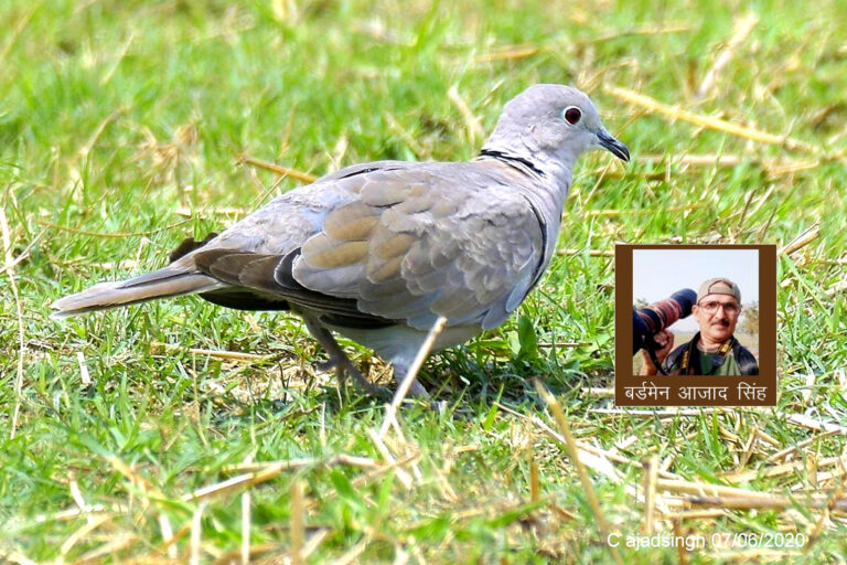 Eurasian Collared-dove धवल कपोतक। चित्र सर्वाधिकार: आजाद सिंह, © Ajad Singh, सरयू आर्द्र भूमि, माझा, अयोध्या-224001, उत्तर प्रदेश, June 07, 2020