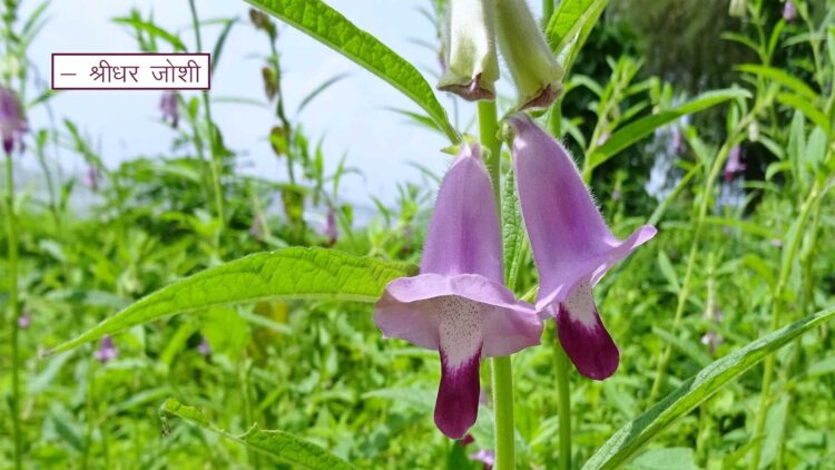 श्राद्ध और सम्बन्धी