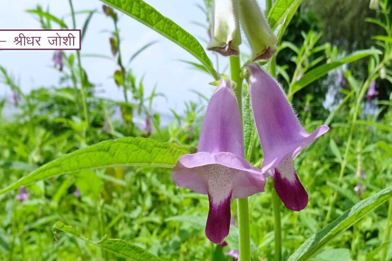 श्राद्ध और सम्बन्धी
