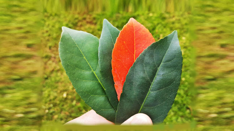 AS A MUSLIM, FAIZ KHAN SHOULD NOT BE PART OF BHOOMI PUJAN IN AYODHYA