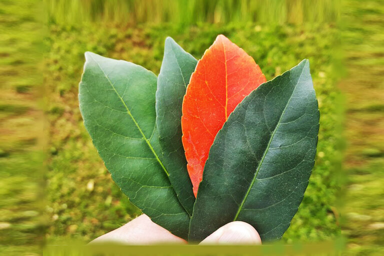 AS A MUSLIM, FAIZ KHAN SHOULD NOT BE PART OF BHOOMI PUJAN IN AYODHYA