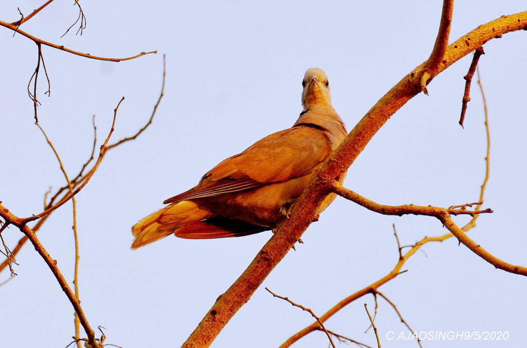 Red Collared-dove अरुण कपोतक। चित्र सर्वाधिकार: आजाद सिंह, © Ajad Singh, सरयू आर्द्र भूमि, माझा, अयोध्या-224001, उत्तर प्रदेश, May 09, 2020