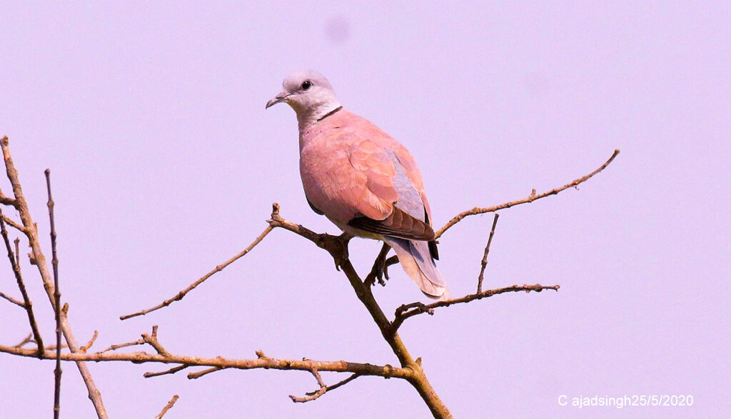 Red Collared-dove अरुण कपोतक। चित्र सर्वाधिकार: आजाद सिंह, © Ajad Singh, सरयू आर्द्र भूमि, माझा, अयोध्या-224001, उत्तर प्रदेश, May 25, 2020