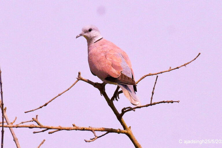 Red Collared-dove अरुण कपोतक। चित्र सर्वाधिकार: आजाद सिंह, © Ajad Singh, सरयू आर्द्र भूमि, माझा, अयोध्या-224001, उत्तर प्रदेश, May 25, 2020