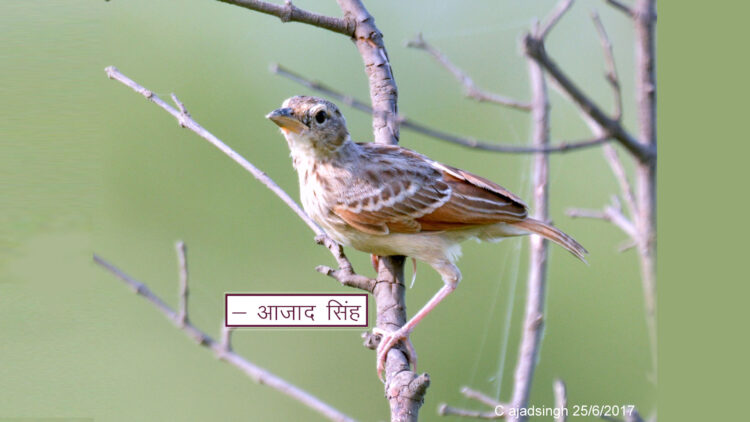Bengal bush lark अगिन। चित्र सर्वाधिकार: आजाद सिंह, © Ajad Singh, सरयू आर्द्र भूमि, माझा, अयोध्या-224001, उत्तर प्रदेश, June 25, 2017