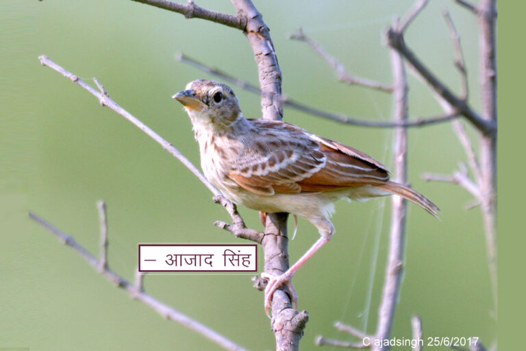 Bengal bush lark अगिन। चित्र सर्वाधिकार: आजाद सिंह, © Ajad Singh, सरयू आर्द्र भूमि, माझा, अयोध्या-224001, उत्तर प्रदेश, June 25, 2017