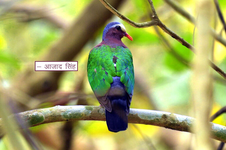 Emerald Dove (Male) पन्ना कबूतर हरित कपोत (नर)। चित्र सर्वाधिकार: आजाद सिंह, © Ajad Singh, कतर्निया वन्यजीव अभयारण्य उत्तर प्रदेश, निशंगाराह मार्ग, बहराइच - 271855, उत्तर प्रदेश, April 08, 2018