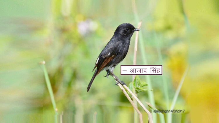 Pied bushchat अश्वक। चित्र सर्वाधिकार: आजाद सिंह, © Ajad Singh, शारदा नहर का तट, निकट पैगापुर ग्राम, अयोध्या - 224001, उत्तर प्रदेश, March 14, 2017