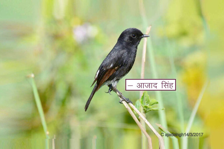 Pied bushchat अश्वक। चित्र सर्वाधिकार: आजाद सिंह, © Ajad Singh, शारदा नहर का तट, निकट पैगापुर ग्राम, अयोध्या - 224001, उत्तर प्रदेश, March 14, 2017