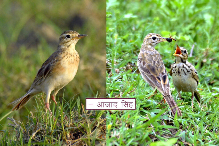 Paddy-field Pipit चरचरी। चित्र सर्वाधिकार: आजाद सिंह, © Ajad Singh, सरयू आर्द्र भूमि, माझा, अयोध्या-224001, उत्तर प्रदेश, July 21, 2020 तथा सोहागी बरवा वन्यजीव अभयारण्य, हररैया, बलरामपुर के पास - 271201, उत्तर प्रदेश, July 10, 2020