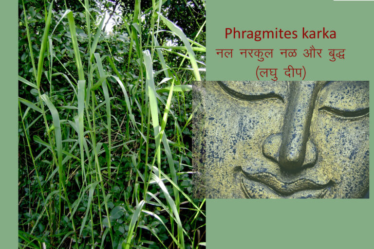 Phragmites karka नल नरकुल नळ और बुद्ध (लघु दीप)