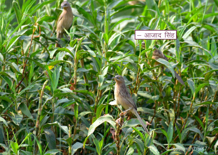 Striated Babbler बड़ा चिलचिल। चित्र सर्वाधिकार: आजाद सिंह, © Ajad Singh, सरयू आर्द्र भूमि, माझा, अयोध्या-224001, उत्तर प्रदेश, May 07, 2017