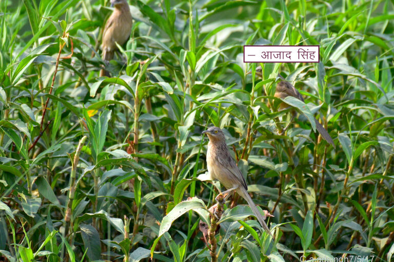 Striated Babbler बड़ा चिलचिल। चित्र सर्वाधिकार: आजाद सिंह, © Ajad Singh, सरयू आर्द्र भूमि, माझा, अयोध्या-224001, उत्तर प्रदेश, May 07, 2017
