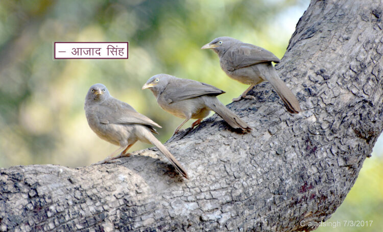 Jungle Babbler/Seven Sisters सतबहिनी चरखी। चित्र सर्वाधिकार: आजाद सिंह, © Ajad Singh, सरयू नदी तट, माझा, अयोध्या-224001, उत्तर प्रदेश, March 07, 2017