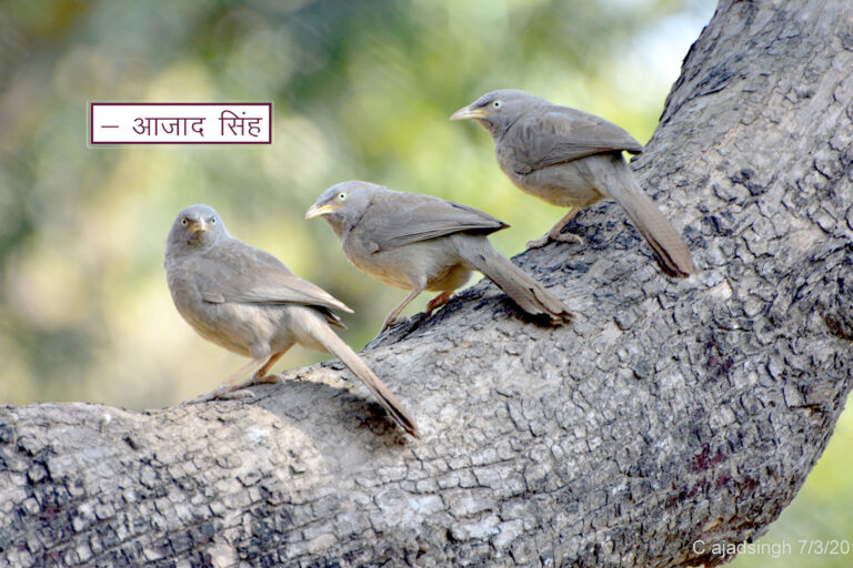 Jungle Babbler/Seven Sisters सतबहिनी चरखी। चित्र सर्वाधिकार: आजाद सिंह, © Ajad Singh, सरयू नदी तट, माझा, अयोध्या-224001, उत्तर प्रदेश, March 07, 2017