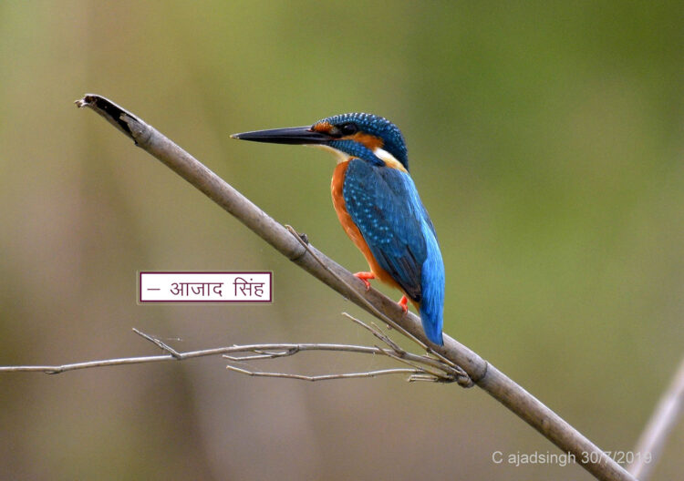 Common Kingfisher मछरेंगा। चित्र सर्वाधिकार: आजाद सिंह, © Ajad Singh, सरयू, आर्द्र भूमि, माझा, अयोध्या-224001, उत्तर प्रदेश, July 30, 2019