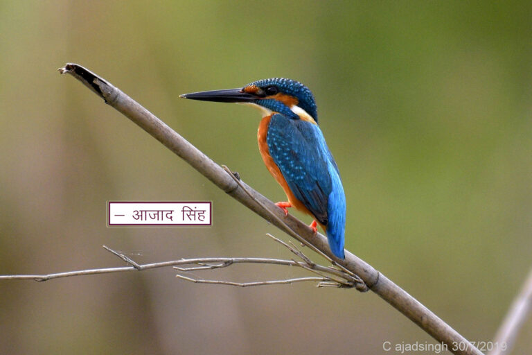 Common Kingfisher मछरेंगा। चित्र सर्वाधिकार: आजाद सिंह, © Ajad Singh, सरयू, आर्द्र भूमि, माझा, अयोध्या-224001, उत्तर प्रदेश, July 30, 2019