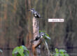 Pied Kingfisher (Couple) चितला कौडियाल (युगल)। चित्र सर्वाधिकार: आजाद सिंह, © Ajad Singh, सरयू, आर्द्र भूमि, माझा, अयोध्या-224001, उत्तर प्रदेश, October 25, 2020