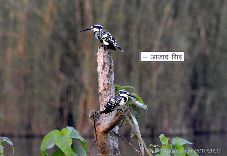 Pied Kingfisher (Couple) चितला कौडियाल (युगल)। चित्र सर्वाधिकार: आजाद सिंह, © Ajad Singh, सरयू, आर्द्र भूमि, माझा, अयोध्या-224001, उत्तर प्रदेश, October 25, 2020