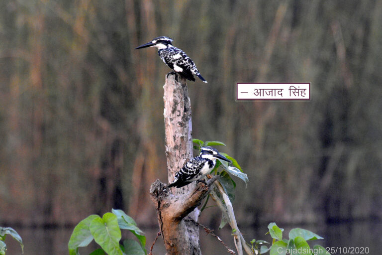 Pied Kingfisher (Couple) चितला कौडियाल (युगल)। चित्र सर्वाधिकार: आजाद सिंह, © Ajad Singh, सरयू, आर्द्र भूमि, माझा, अयोध्या-224001, उत्तर प्रदेश, October 25, 2020