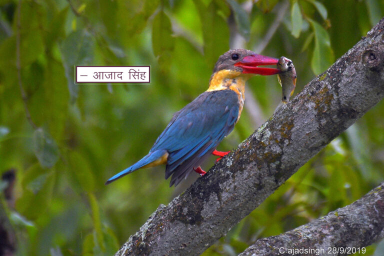 Stork-billed Kingfisher बड़ा किलकिला। चित्र सर्वाधिकार: आजाद सिंह, © Ajad Singh, कतरनियाघाट वन्य जीव अभ्यारण्य ,बहराइच-271830, उत्तर प्रदेश, September 28, 2019