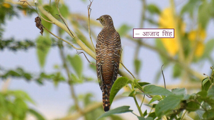 Eurasian Cuckoo श्वेत कोकिल। चित्र सर्वाधिकार: आजाद सिंह, © Ajad Singh, सरयू, आर्द्र भूमि, माझा, अयोध्या-224001, उत्तर प्रदेश, October 08, 2019